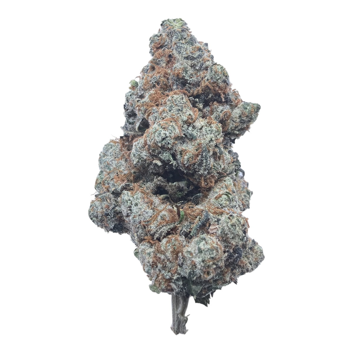 Watermelon Gelato Exotic Full-Size Buds THCA flower – isolated current-lot bud
