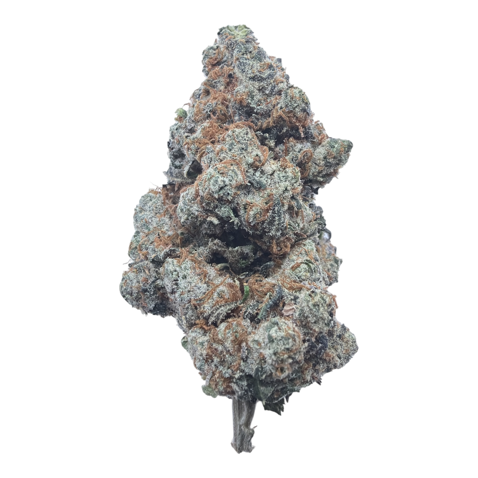 Watermelon Gelato Exotic Full-Size Buds THCA flower – isolated current-lot bud