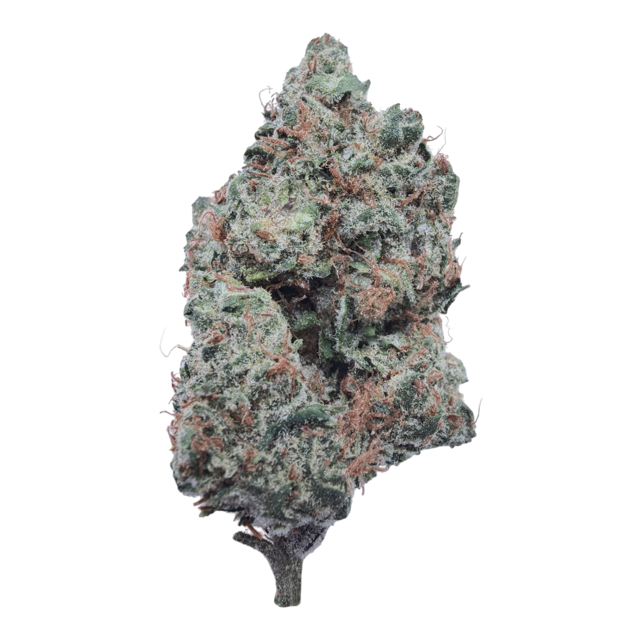 Purple Nebula Light Assist THCA flower isolated buds on white background