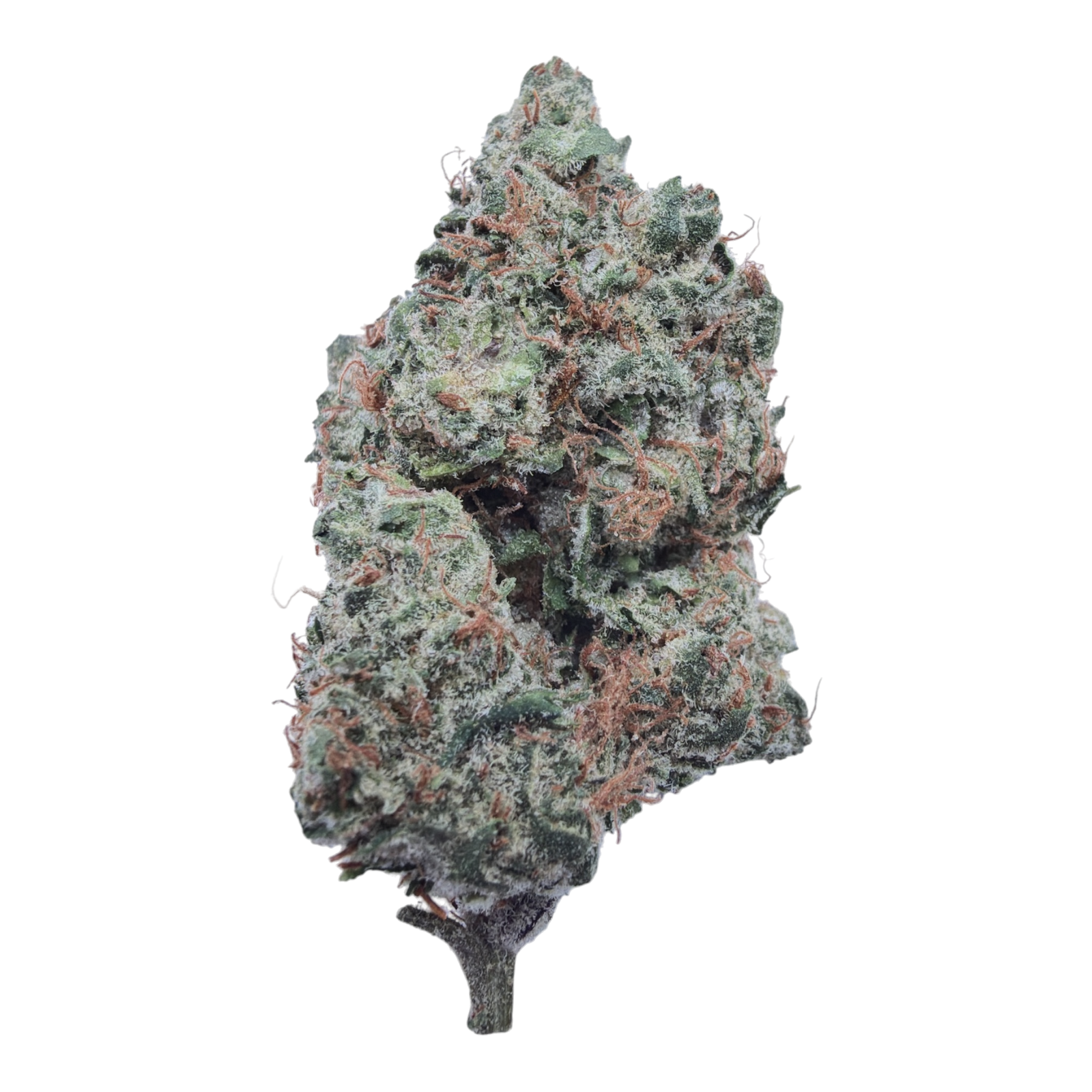Purple Nebula Light Assist THCA flower isolated buds on white background