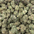 Acai Runtz bulk THCA flower — Plain Jane 1 lb