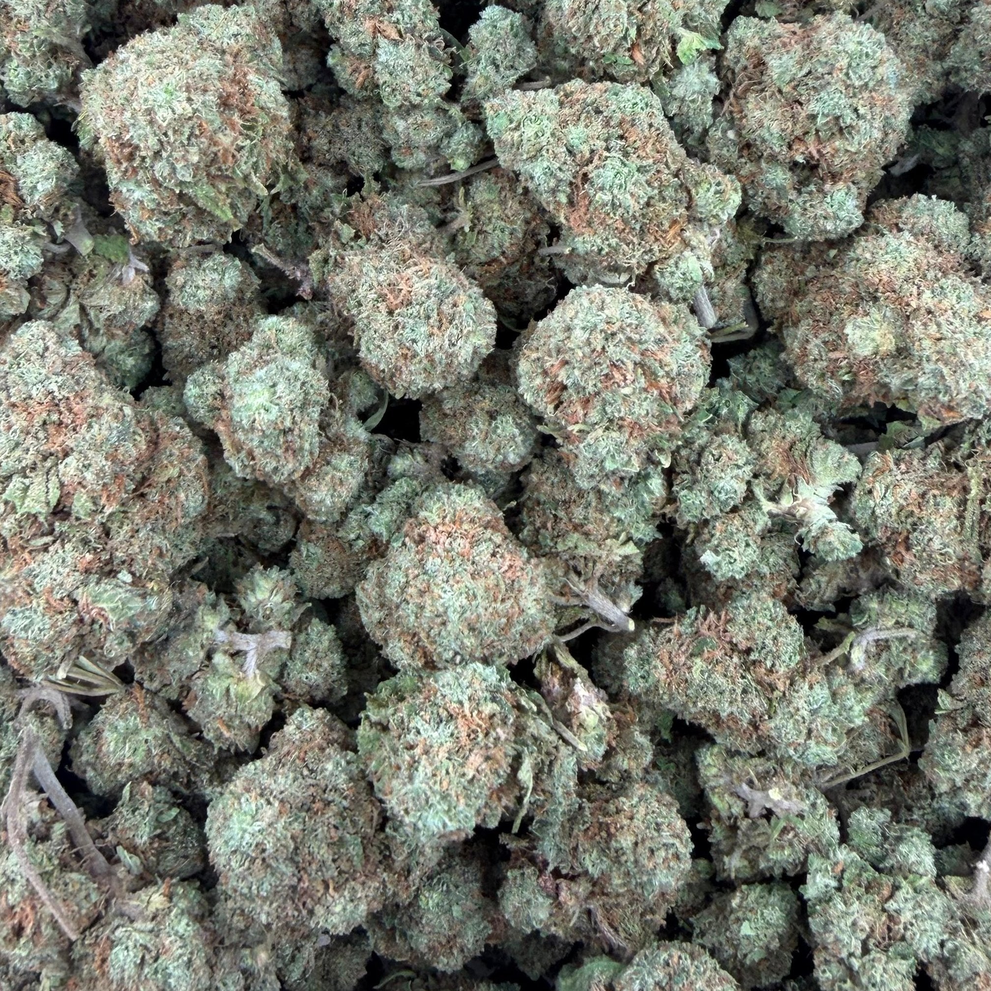 Airbag bulk THCA flower — Plain Jane 1 lb