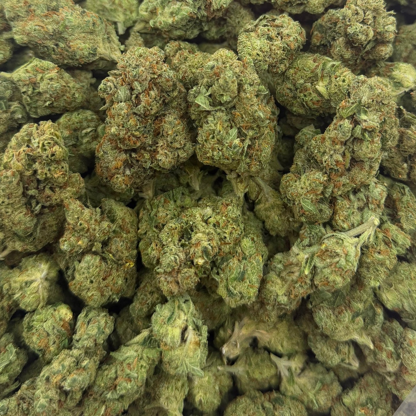 Alien OG bulk THCA flower — Plain Jane 1 lb