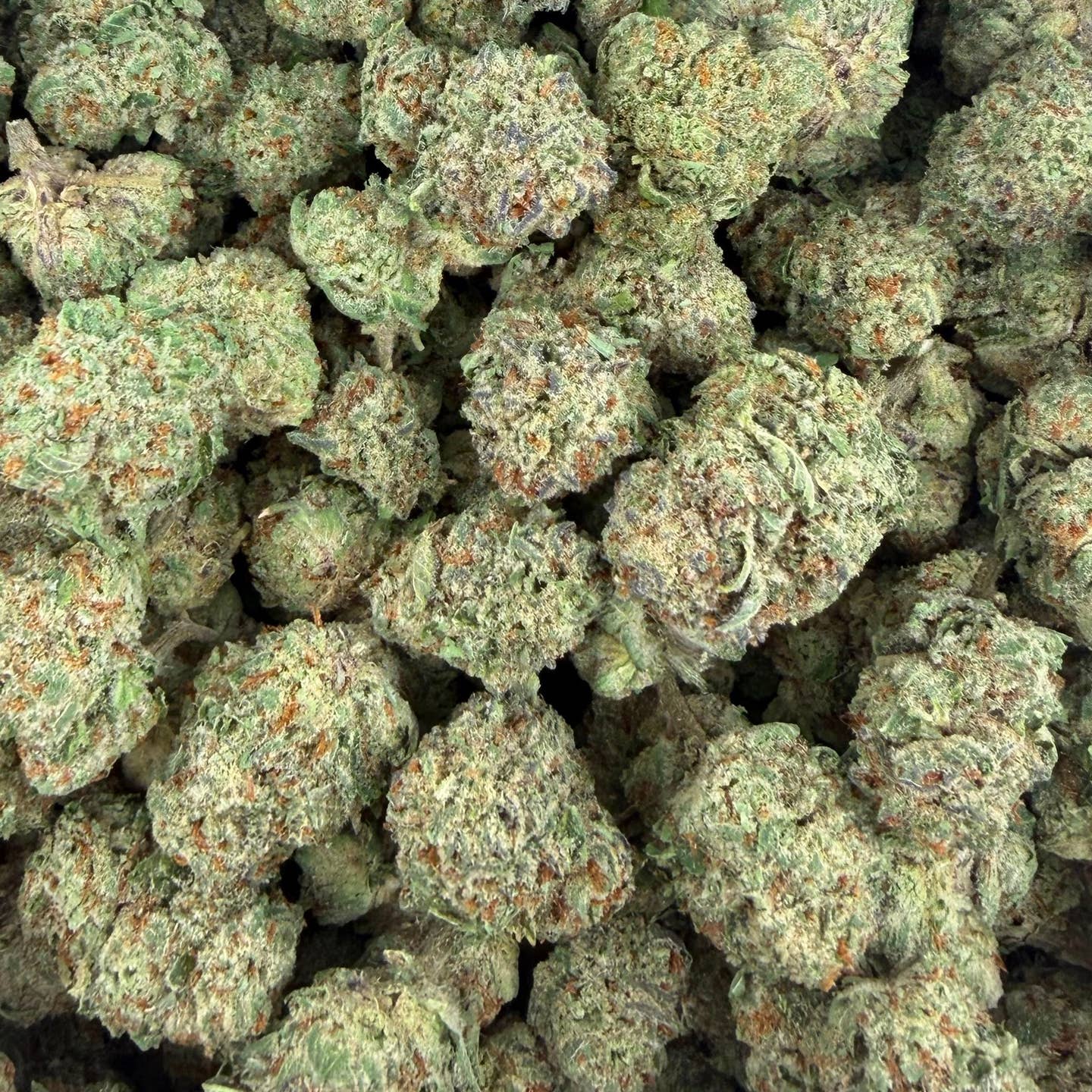 Alien Space Craft bulk THCA flower — Plain Jane 1 lb