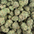 Alien Space Craft bulk THCA flower — Plain Jane 1 lb