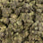 Amber Rose bulk THCA flower — Plain Jane 1 lb