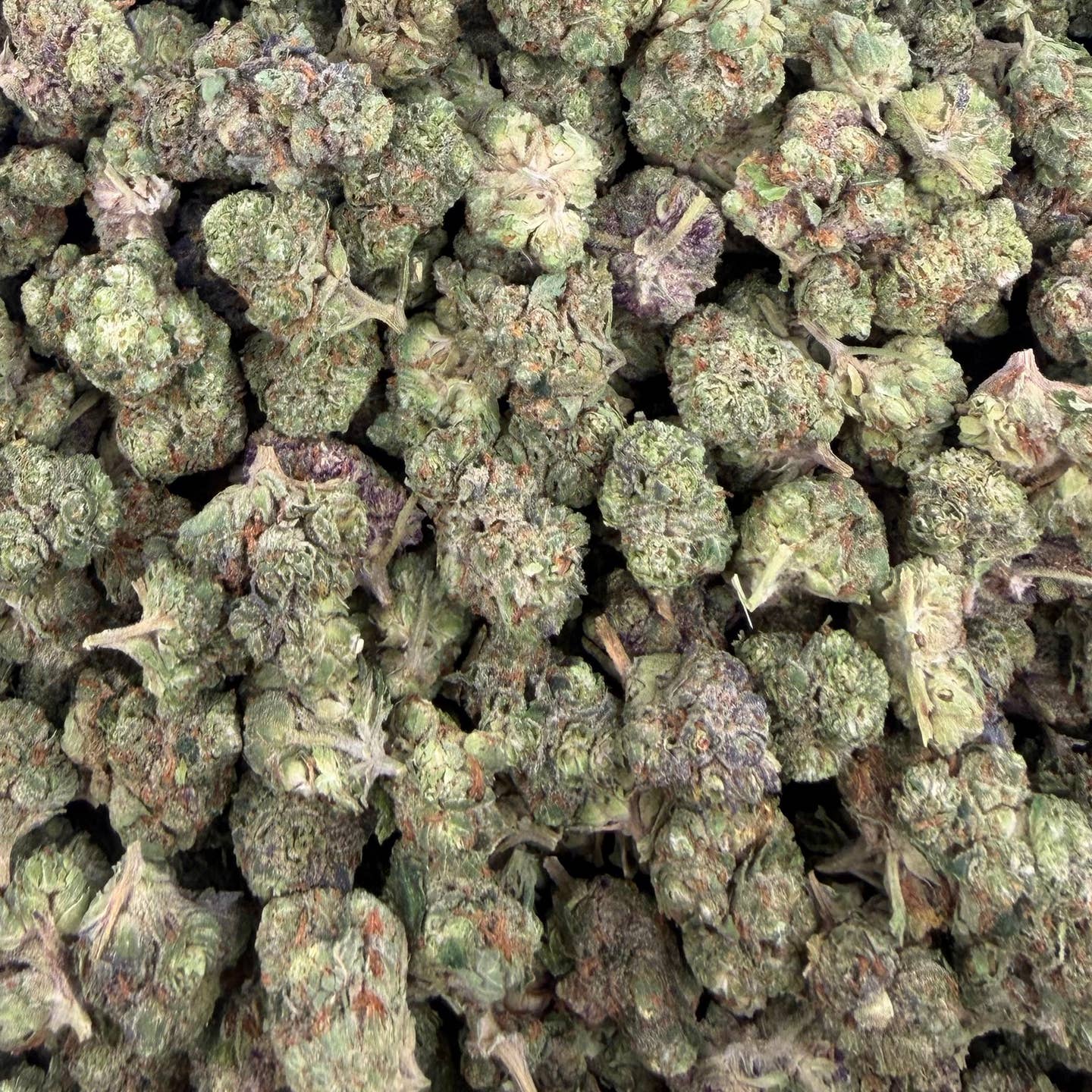 Animal Cocktail bulk THCA flower — Plain Jane 1 lb