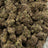 Animal Face bulk THCA flower — Plain Jane 1 lb