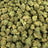 Animal Mintz bulk THCA flower — Plain Jane 1 lb