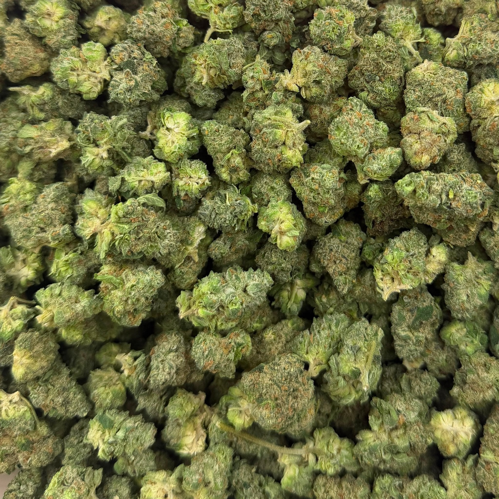 Apple Tart bulk THCA flower — Plain Jane 1 lb