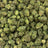 Apple Tart bulk THCA flower — Plain Jane 1 lb