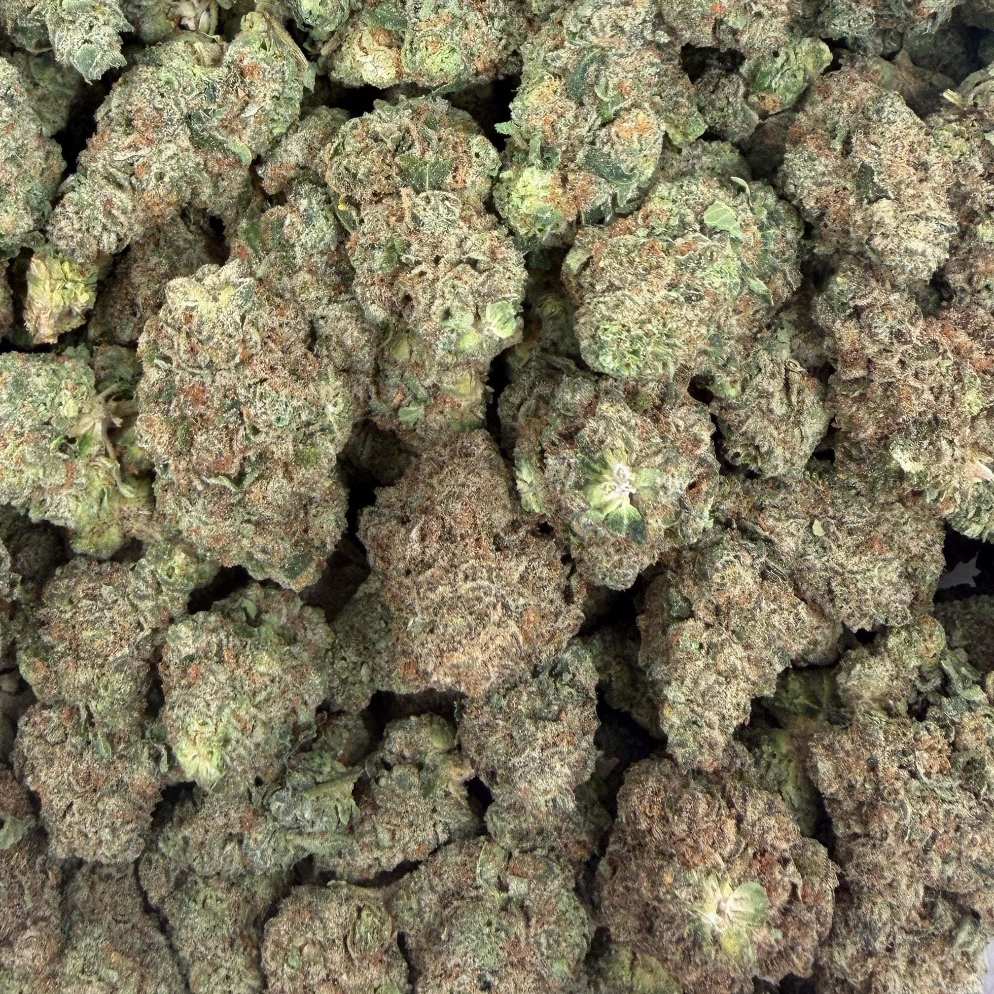 Apple Tart bulk THCA flower — Plain Jane 1 lb