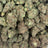 Apple Tart bulk THCA flower — Plain Jane 1 lb