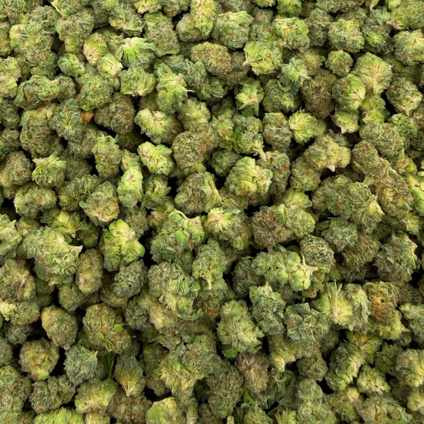 Apple Tartz bulk THCA flower — Plain Jane 1 lb