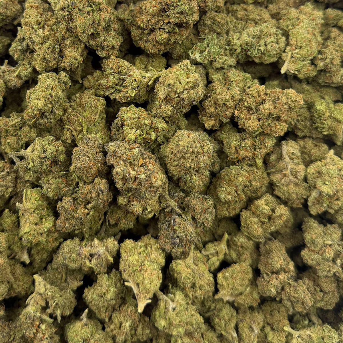 Archives bulk THCA flower — Plain Jane 1 lb