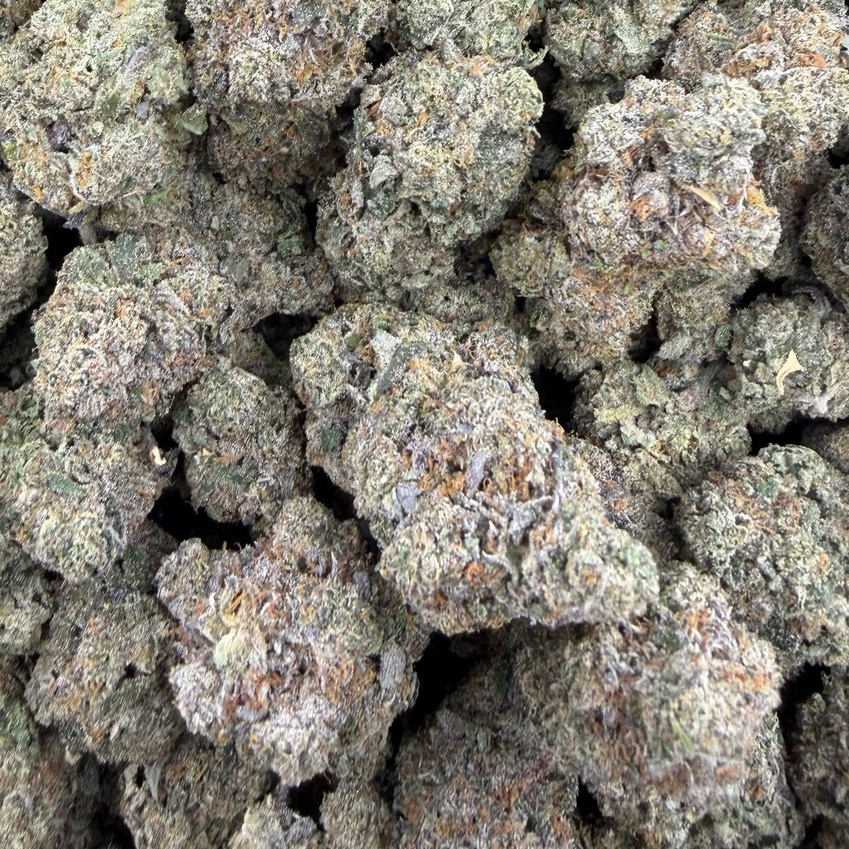 Aries bulk THCA flower — Plain Jane 1 lb