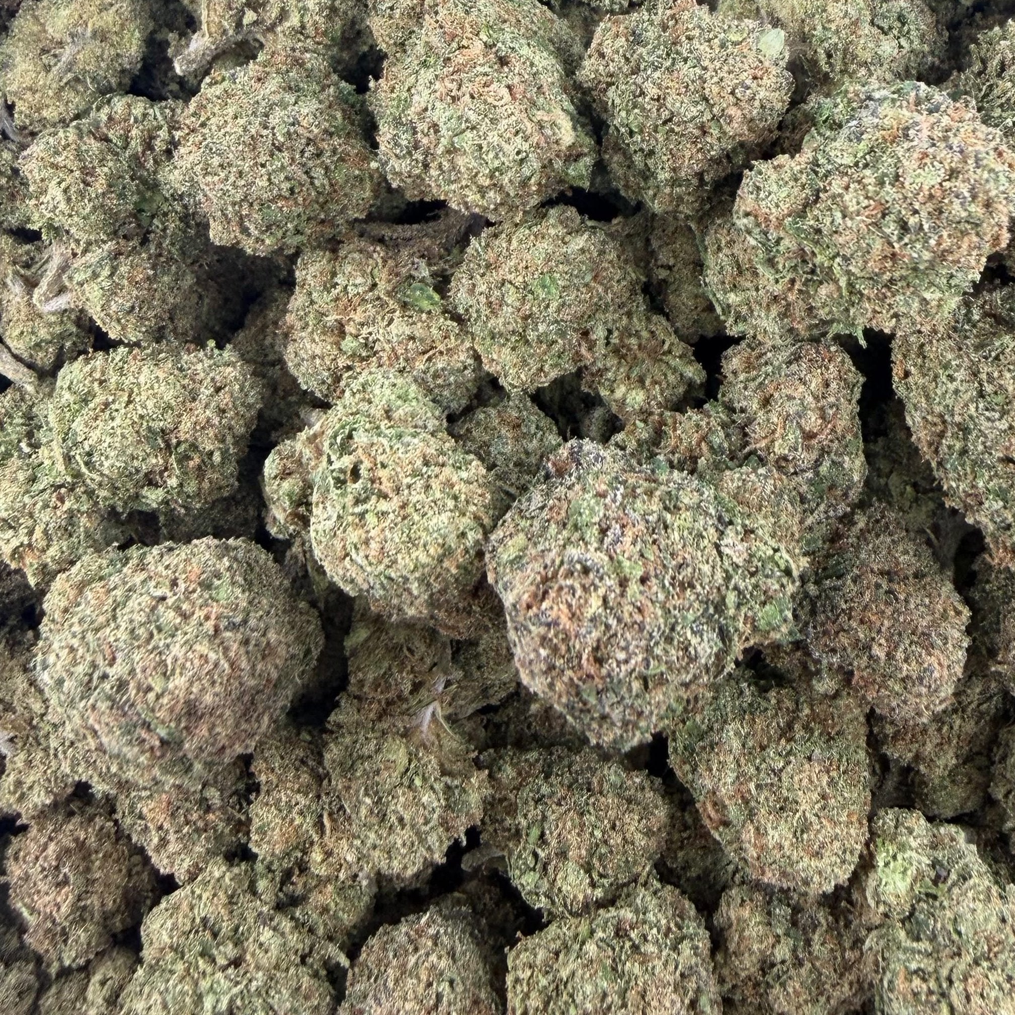 Artic Runtz bulk THCA flower — Plain Jane 1 lb