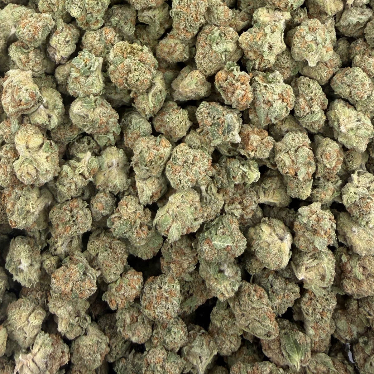 Artificial Candy bulk THCA flower — Plain Jane 1 lb