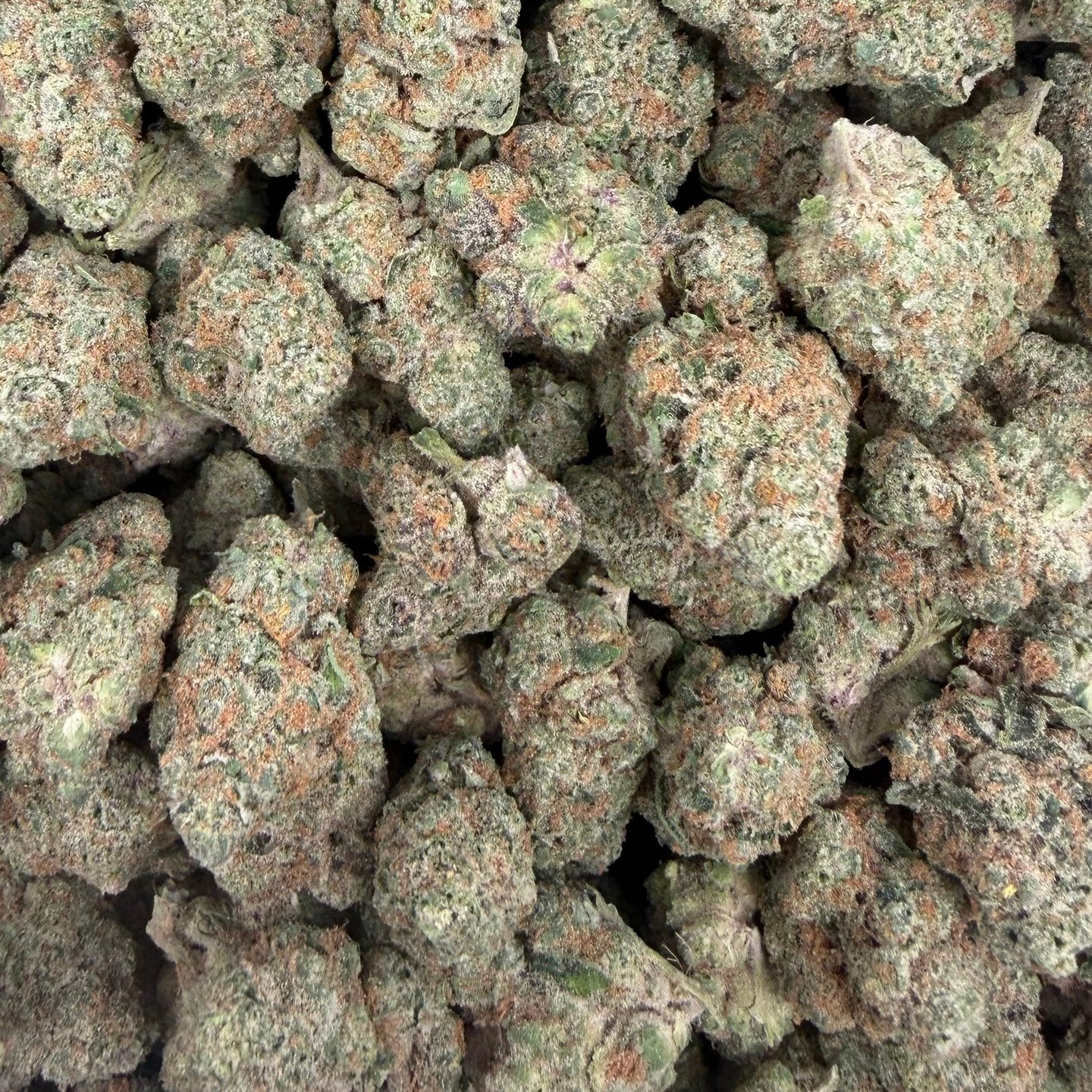 Astro Candy bulk THCA flower — Plain Jane 1 lb