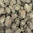 Astro Candy bulk THCA flower — Plain Jane 1 lb