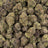 Astro Candy bulk THCA flower — Plain Jane 1 lb