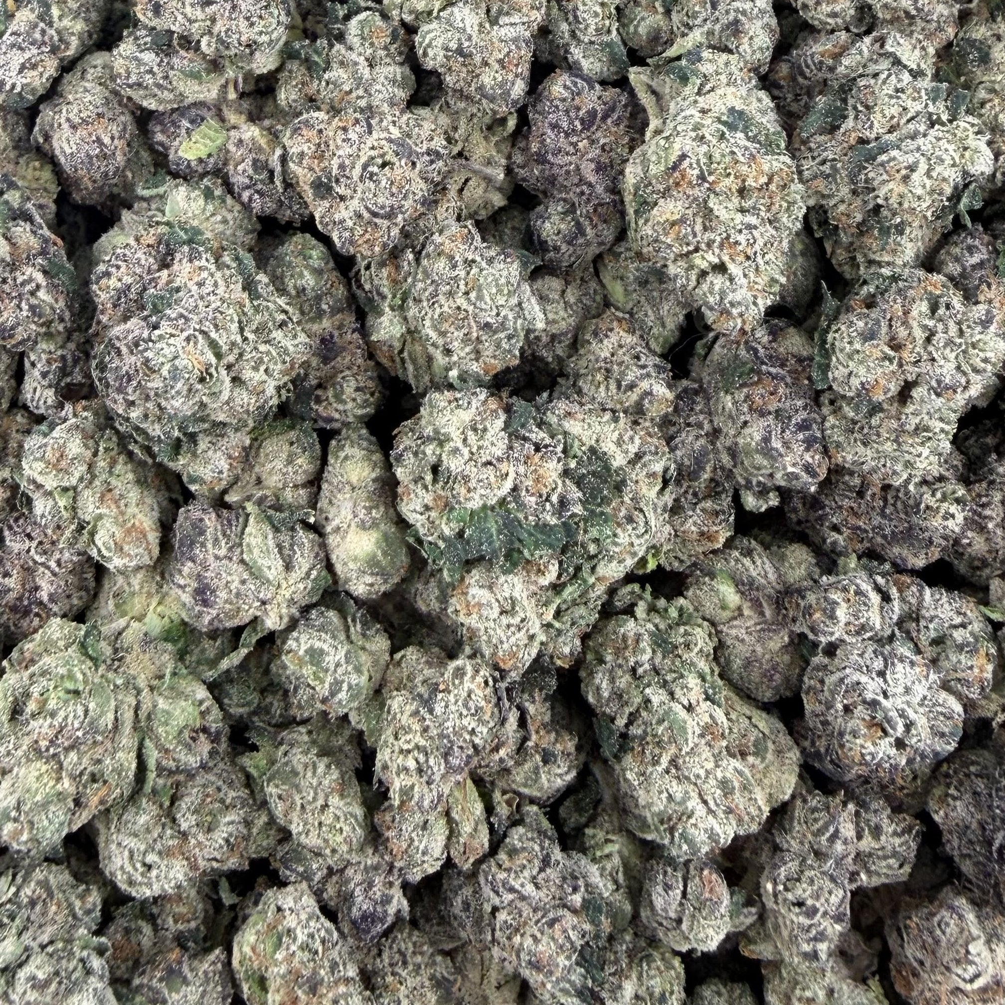 Atomic Belts bulk THCA flower — Plain Jane 1 lb