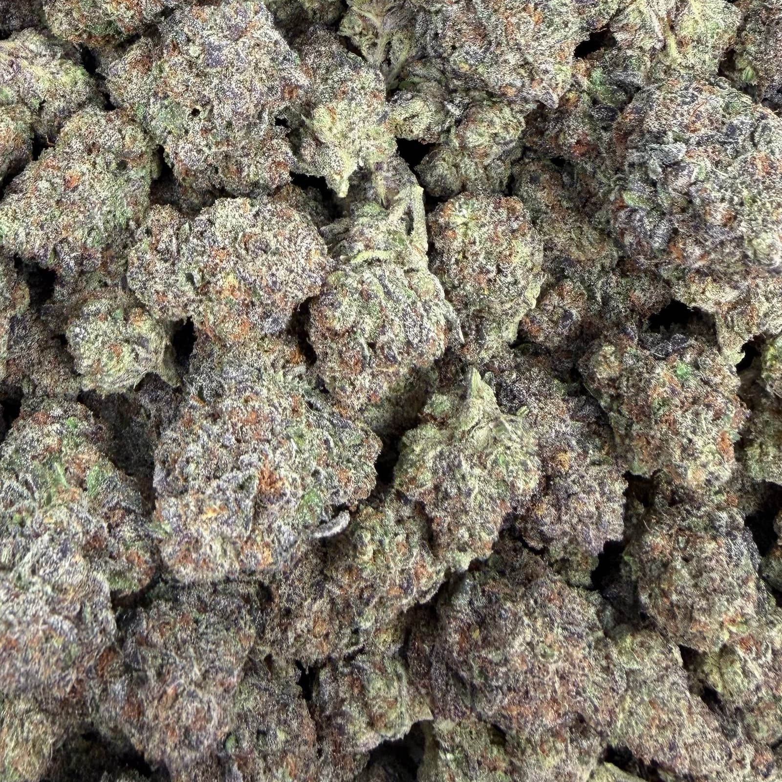 Austrian Gold bulk THCA flower — Plain Jane 1 lb