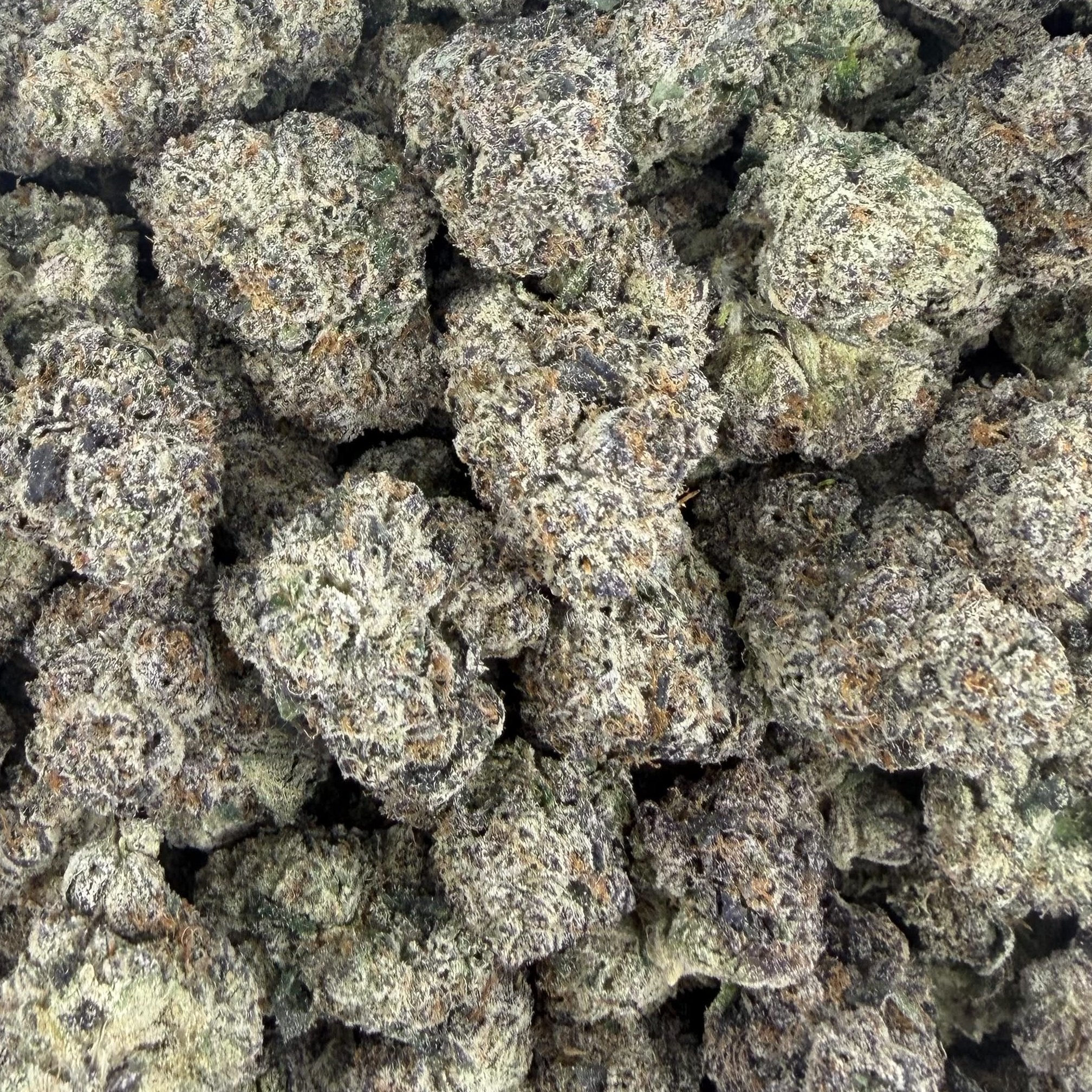 Baja Blastroids bulk THCA flower — Plain Jane 1 lb