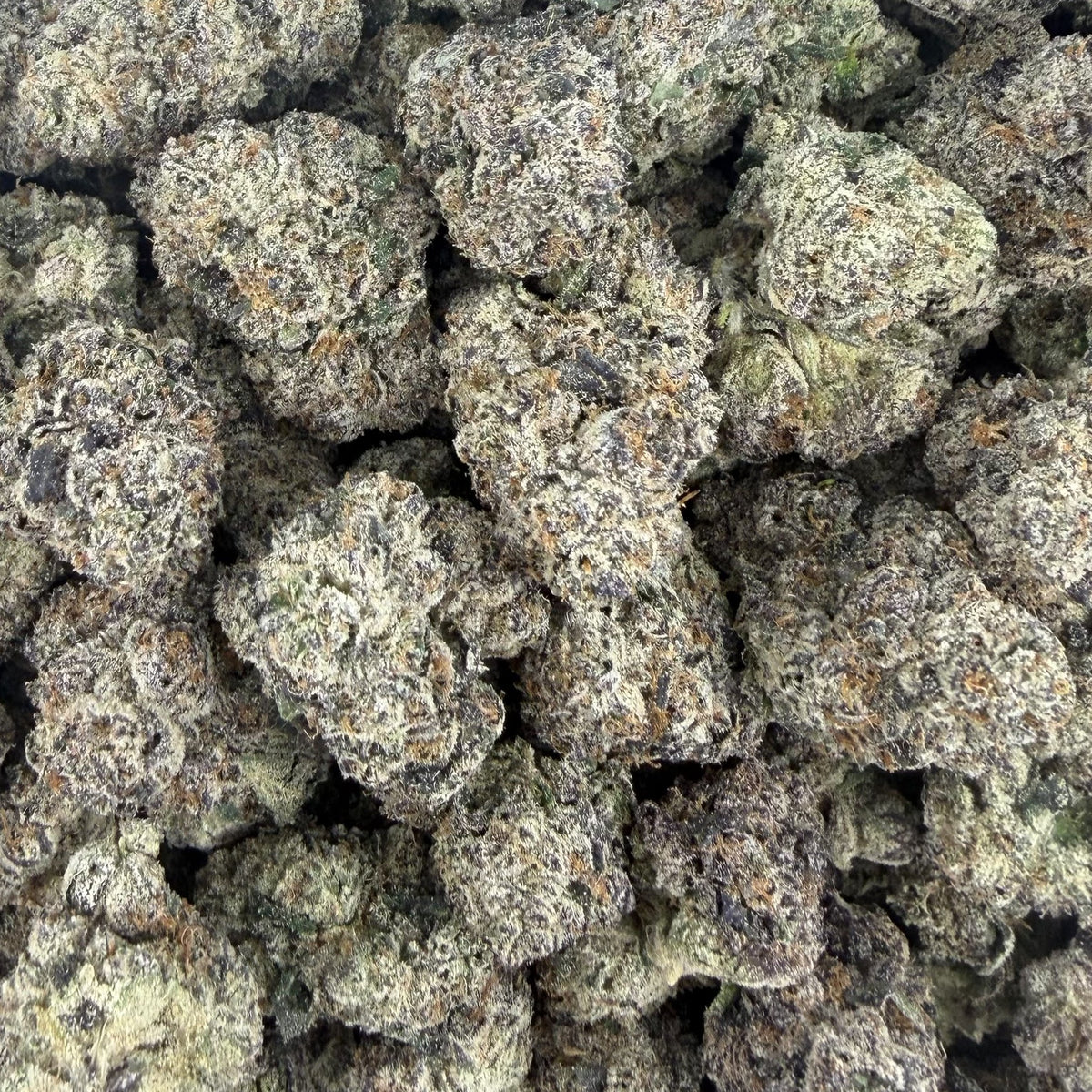 Baja Blastroids bulk THCA flower — Plain Jane 1 lb