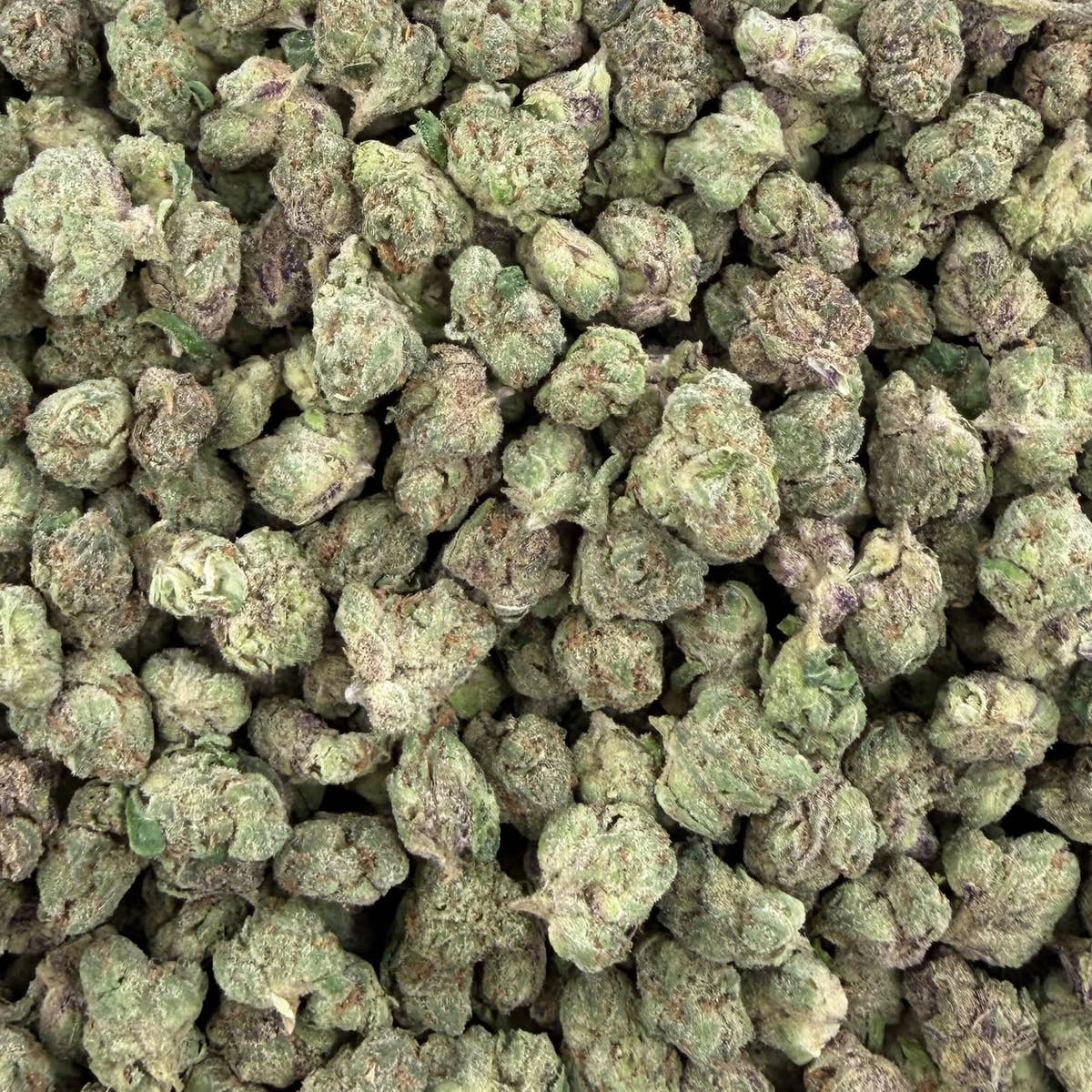 Baja Blastroids bulk THCA flower — Plain Jane 1 lb