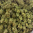 Banana Taffy bulk THCA flower — Plain Jane 1 lb