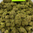 Banjo bulk THCA flower — Plain Jane 1 lb