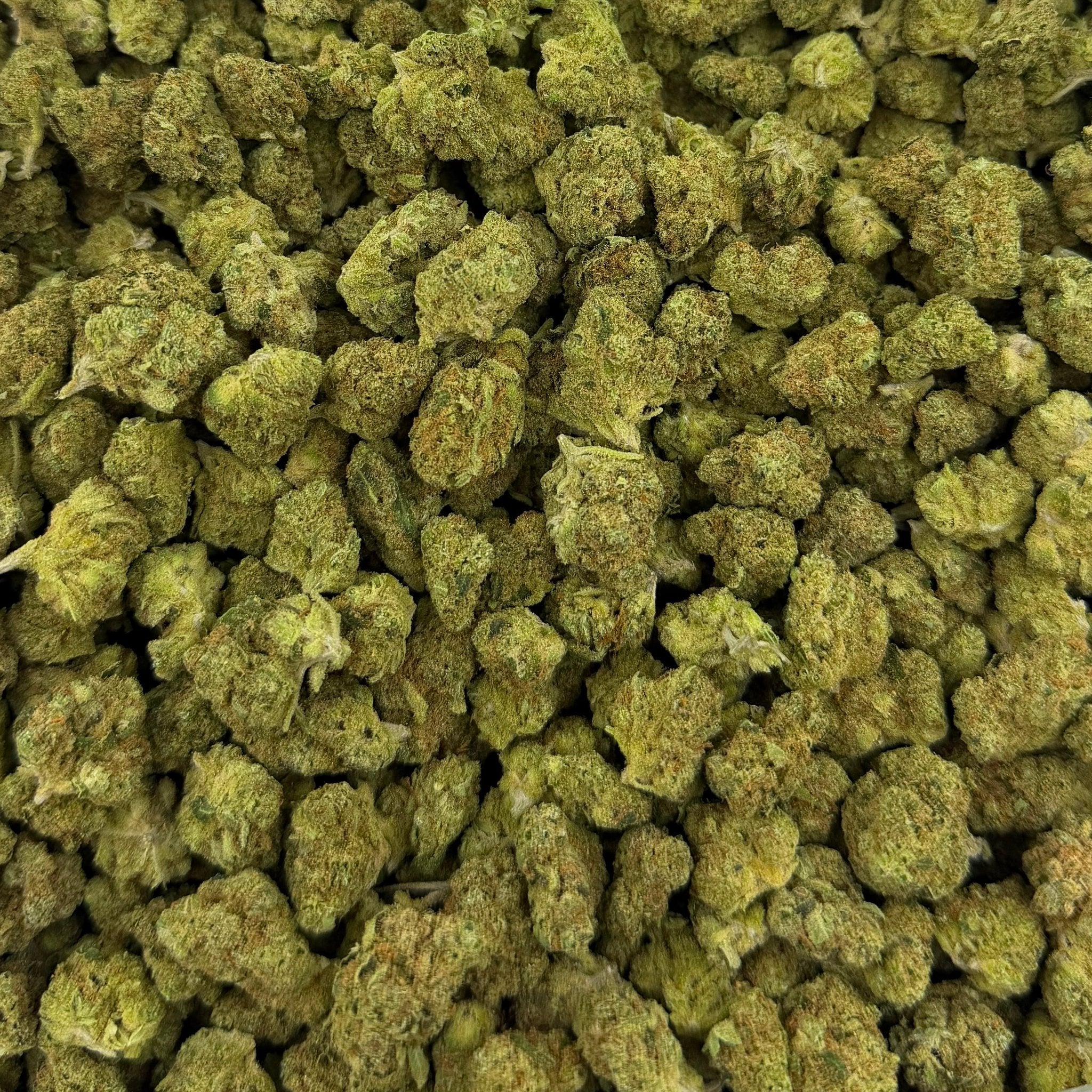 Banjo bulk THCA flower — Plain Jane 1 lb