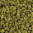 Banjo bulk THCA flower — Plain Jane 1 lb
