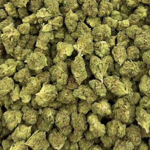 Banjo bulk THCA flower — Plain Jane 1 lb