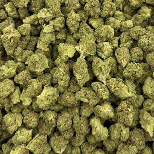 Banjo bulk THCA flower — Plain Jane 1 lb