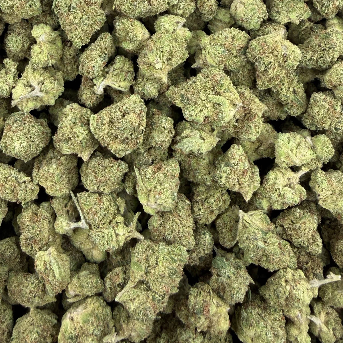 Banjo bulk THCA flower — Plain Jane 1 lb