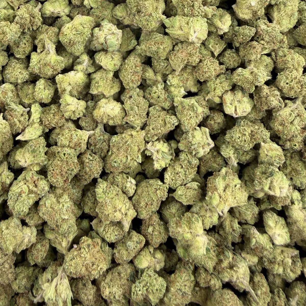 Banjo bulk THCA flower — Plain Jane 1 lb