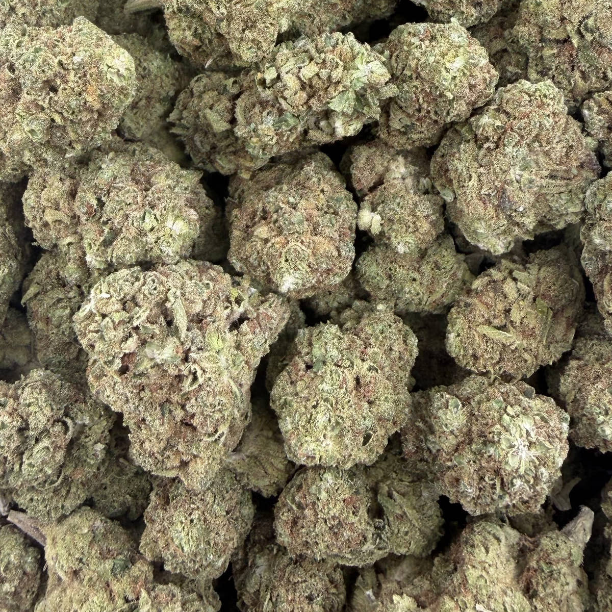 Banjo bulk THCA flower — Plain Jane 1 lb