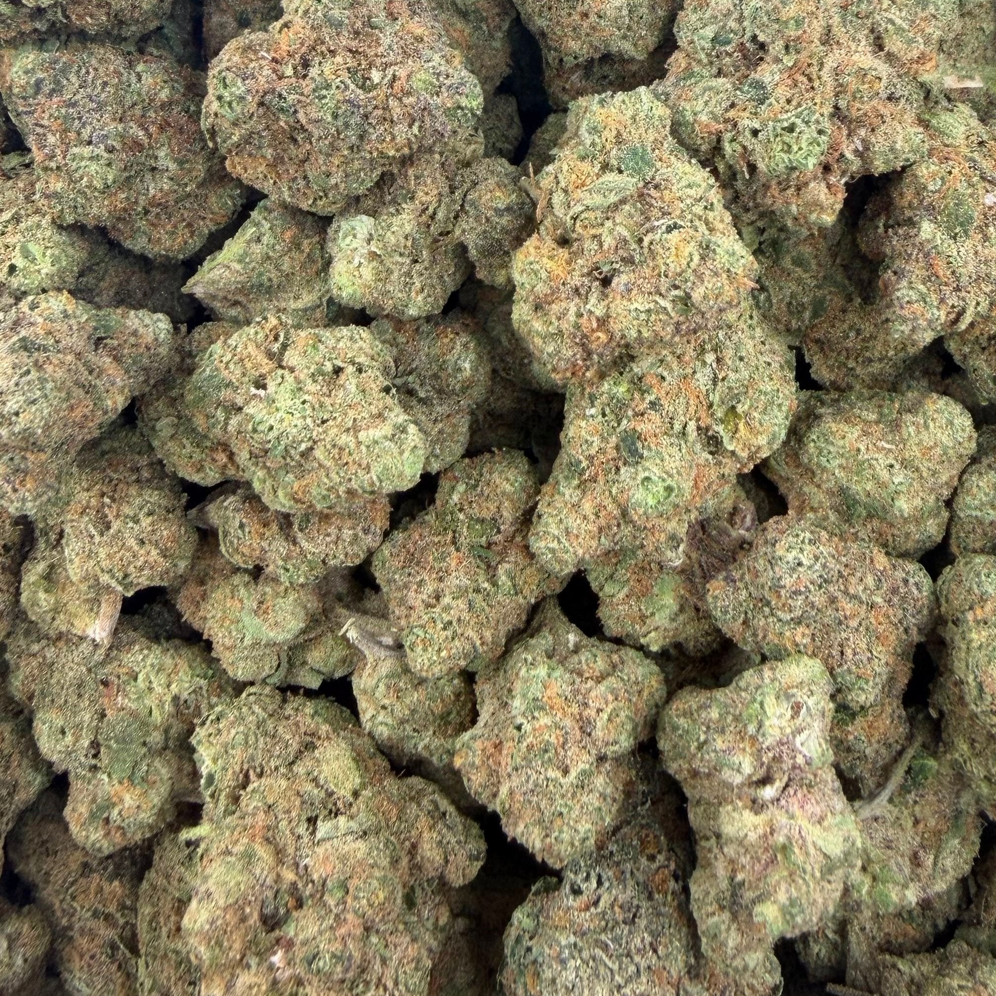 Big Buddha Cheese bulk THCA flower — Plain Jane 1 lb