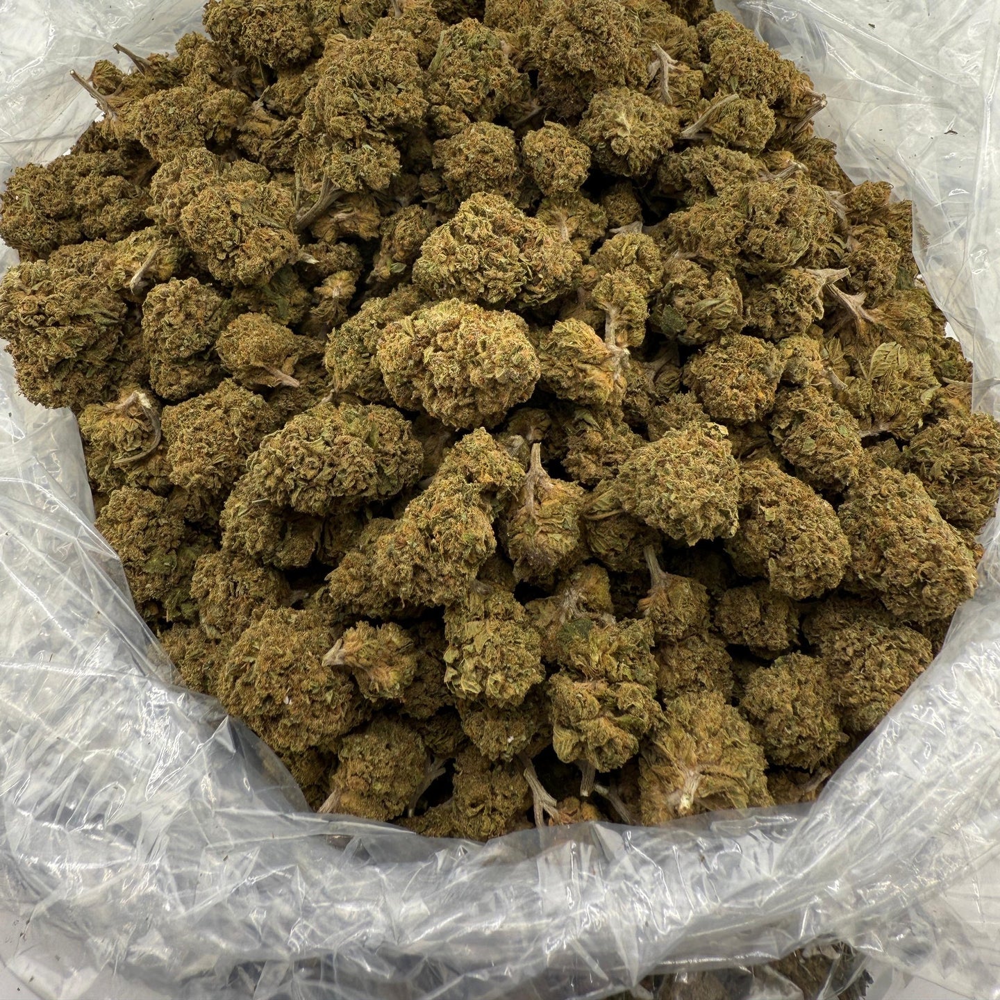 Biscotti bulk THCA flower — Plain Jane 1 lb