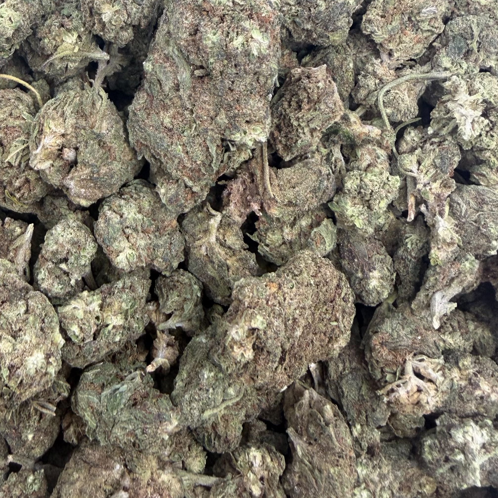 Biscotti bulk THCA flower — Plain Jane 1 lb