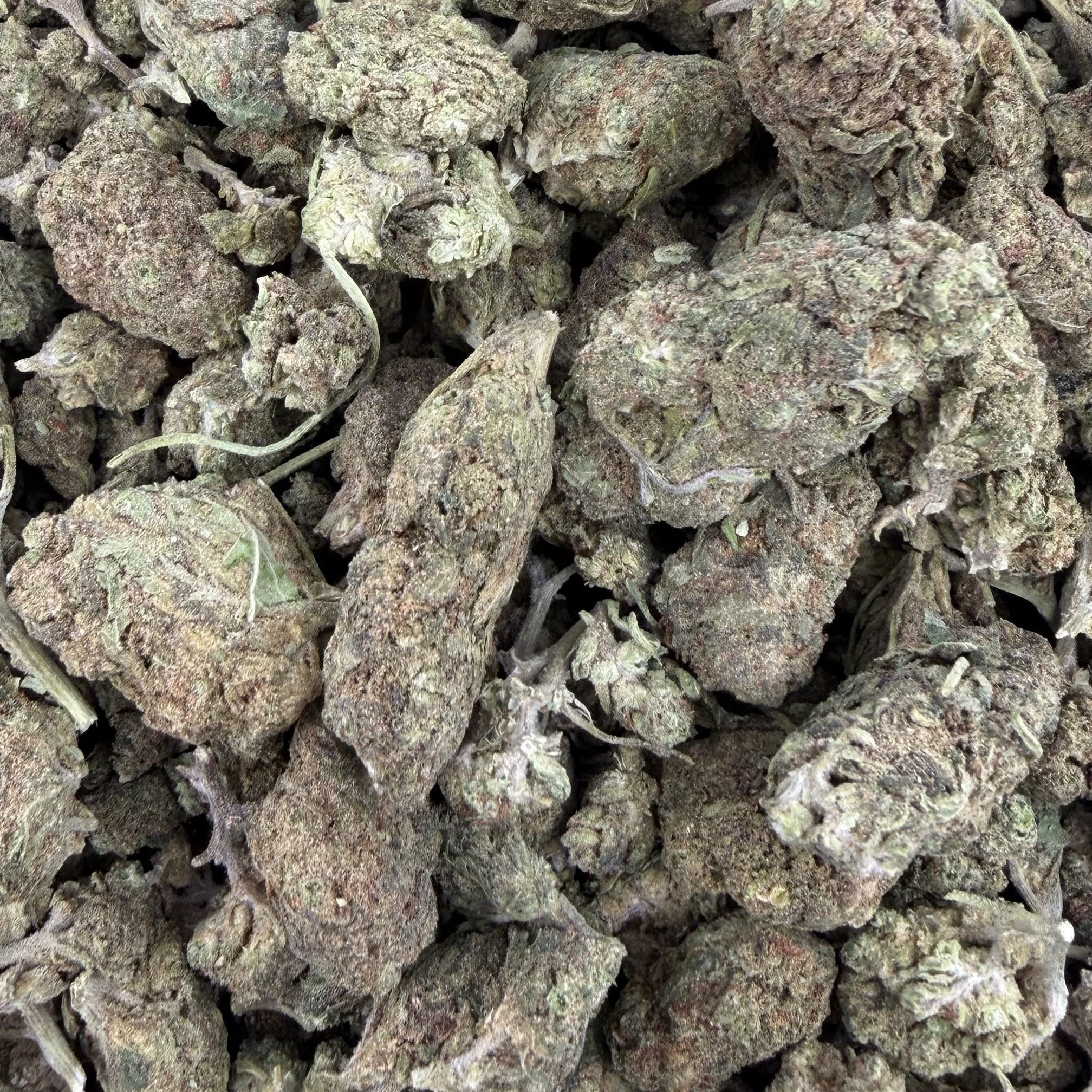 Biscotti bulk THCA flower — Plain Jane 1 lb