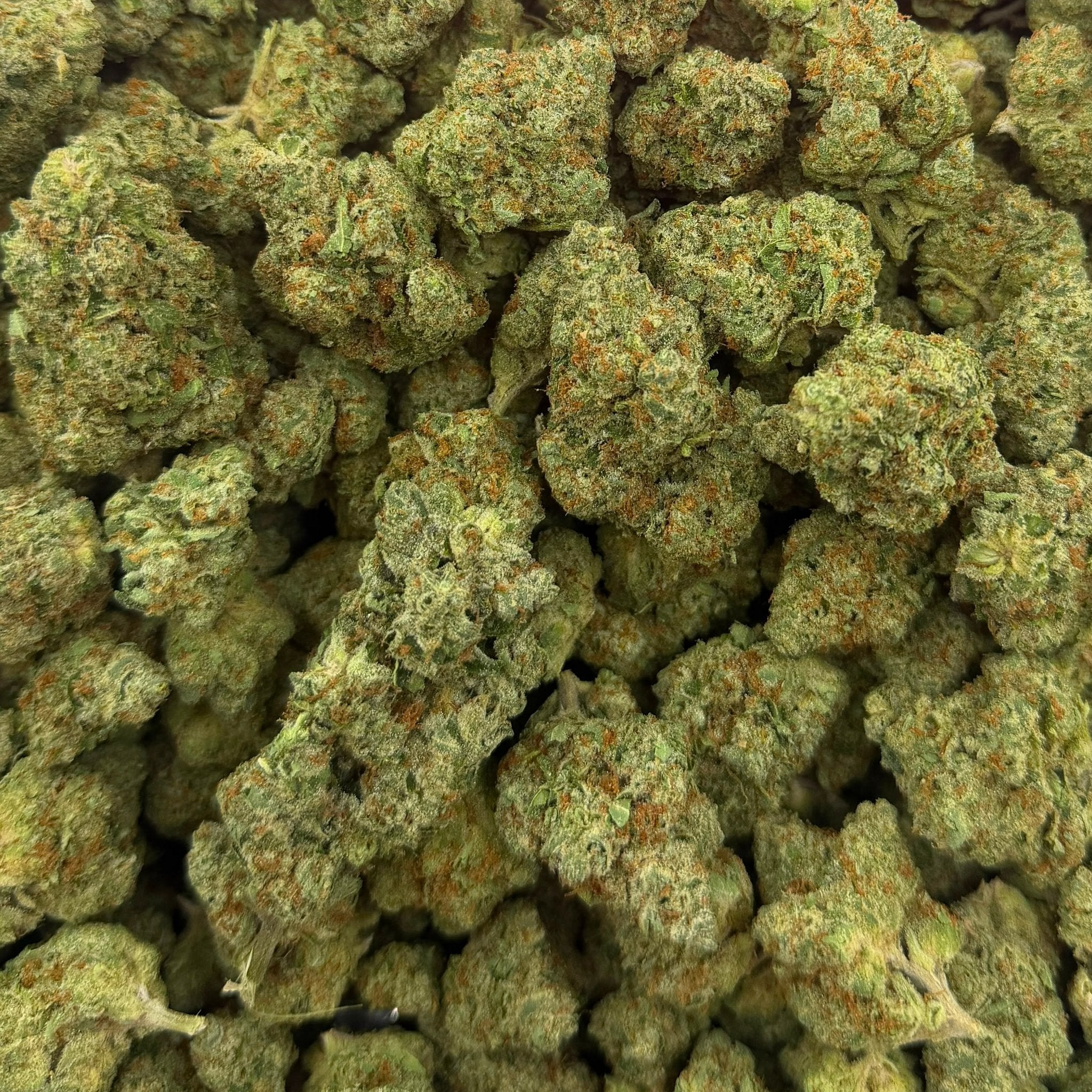 Biscotti Gelato bulk THCA flower — Plain Jane 1 lb