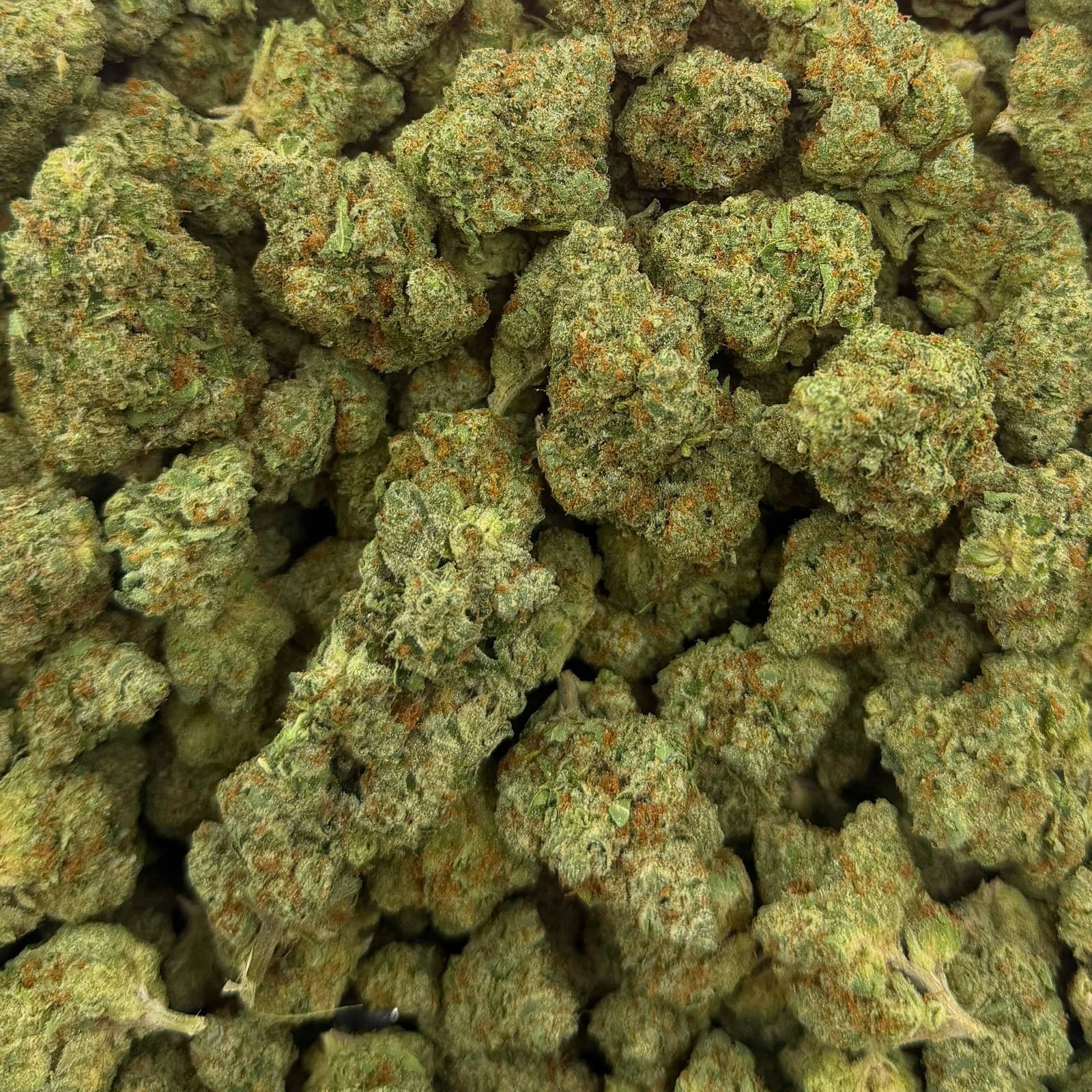 Biscotti Gelato bulk THCA flower — Plain Jane 1 lb