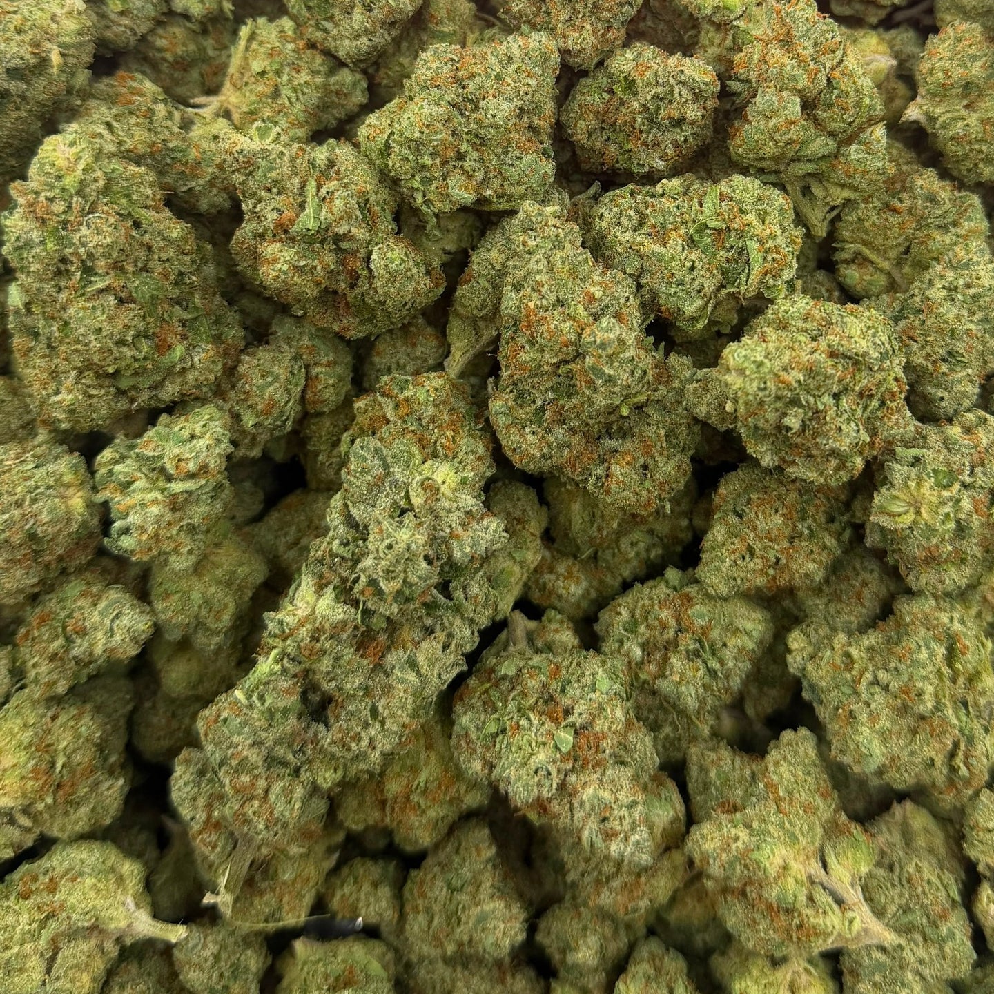 Biscotti Gelato bulk THCA flower — Plain Jane 1 lb
