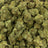 Biscotti Gelato bulk THCA flower — Plain Jane 1 lb