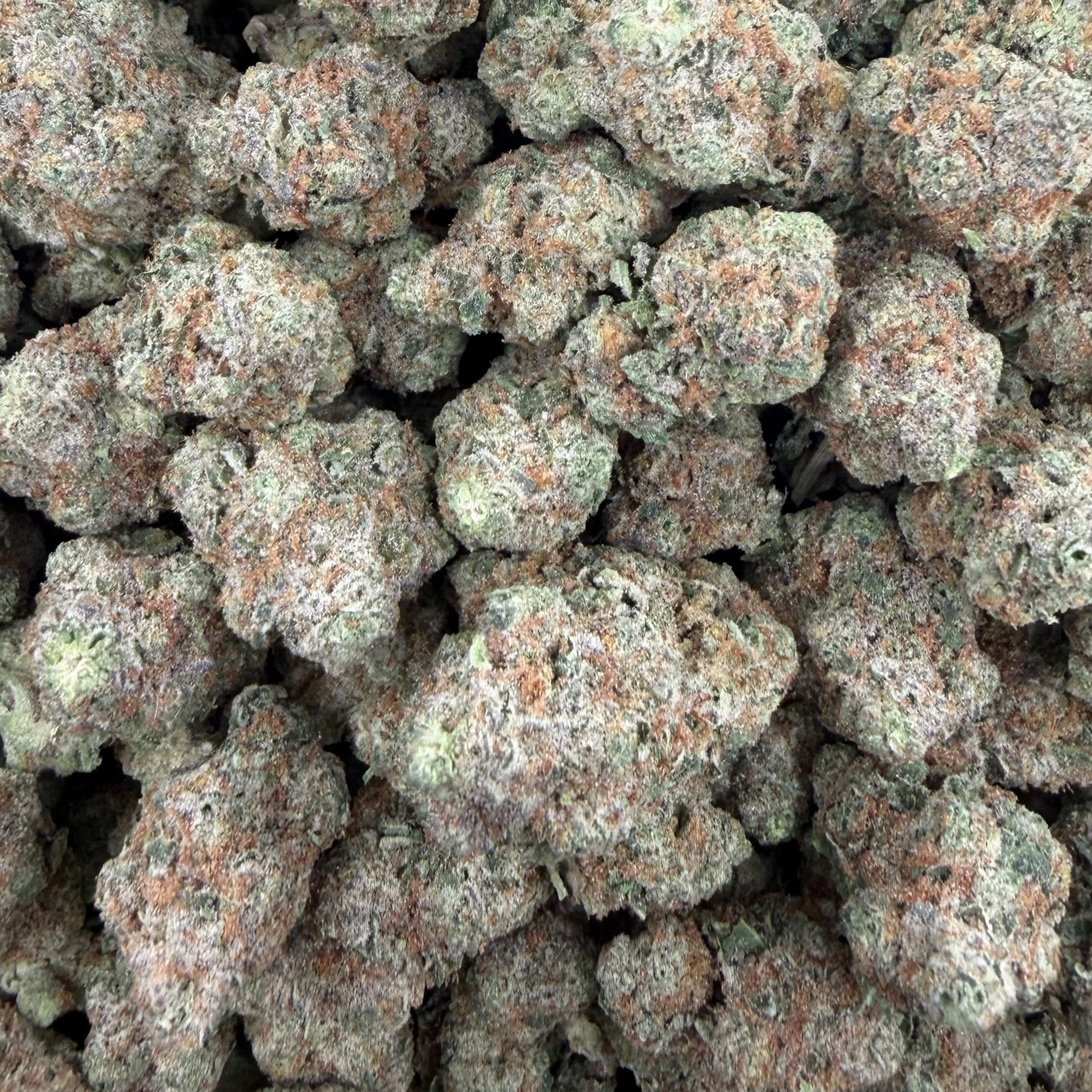 Biscotti Gelato bulk THCA flower — Plain Jane 1 lb