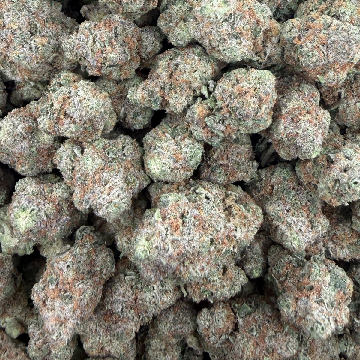 Biscotti Gelato bulk THCA flower — Plain Jane 1 lb