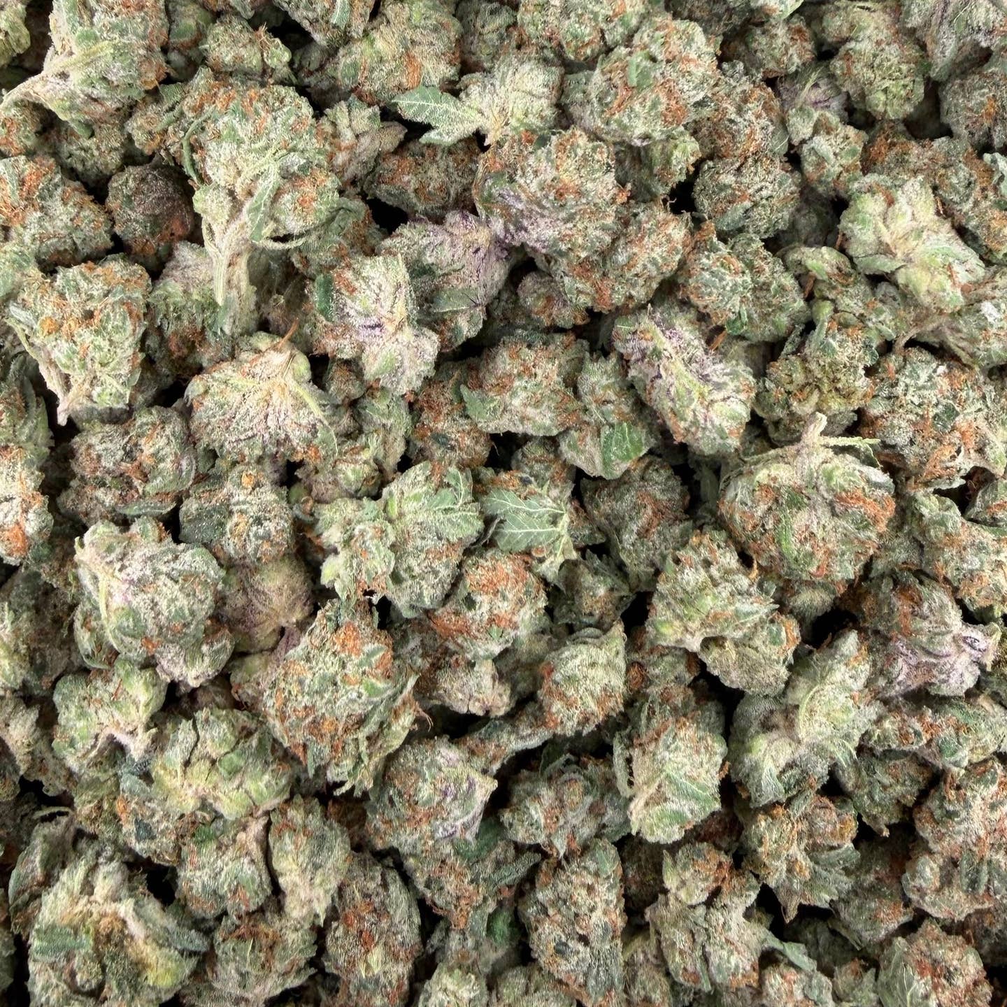 Black Amber bulk THCA flower — Plain Jane 1 lb